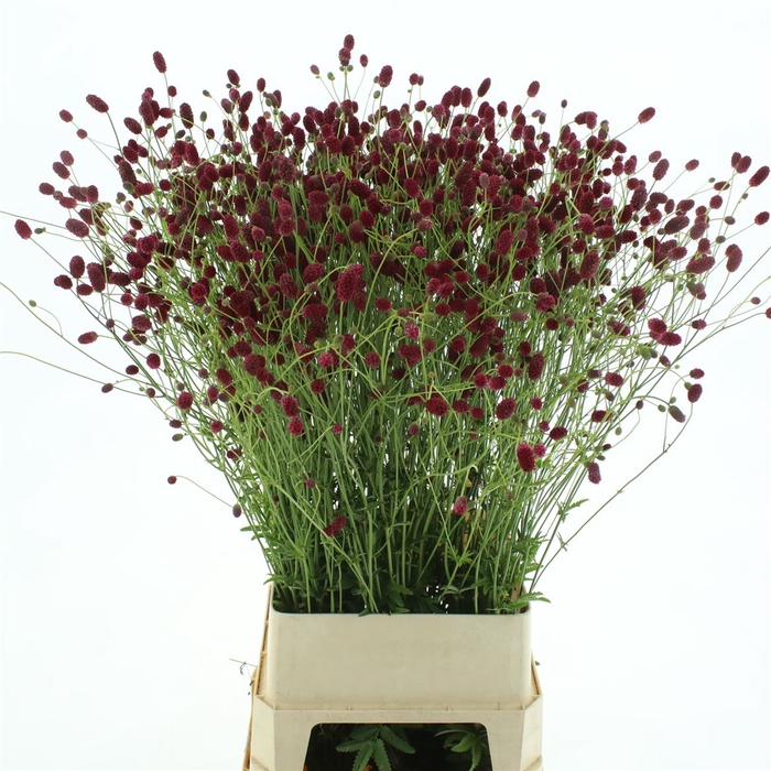 <h4>Sanguisorba O Arnhem Extra</h4>
