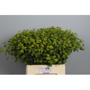 Bupleurum Rotundifol