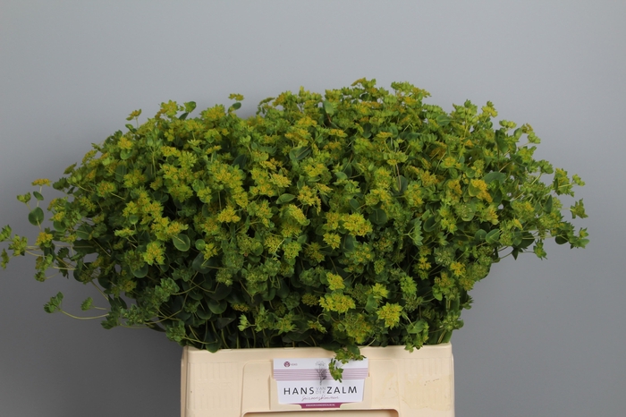 <h4>Bupleurum Rotundifol</h4>