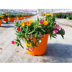 Delosperma cooperi Jewel of Desert gemengd