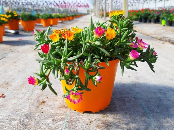 <h4>Delosperma cooperi Jewel of Desert gemengd</h4>