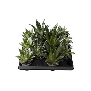 Aloe Mix 6Ø 18cm