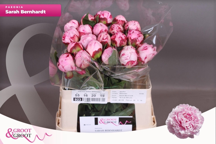 <h4>Paeonia Sarah Bernhardt | Heavy Quality</h4>