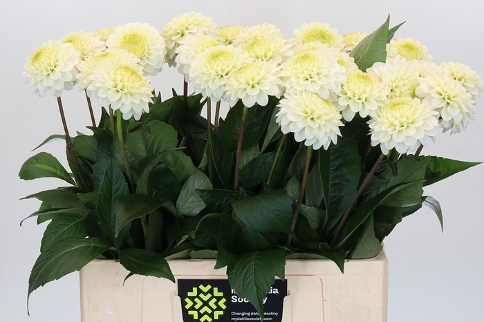 Dahlia Caro