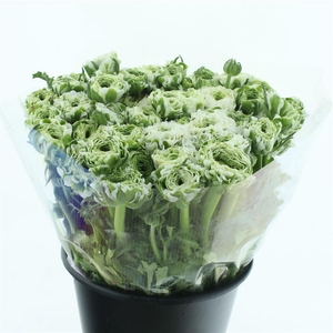 Ran Ponpon Igloo Green White Extra