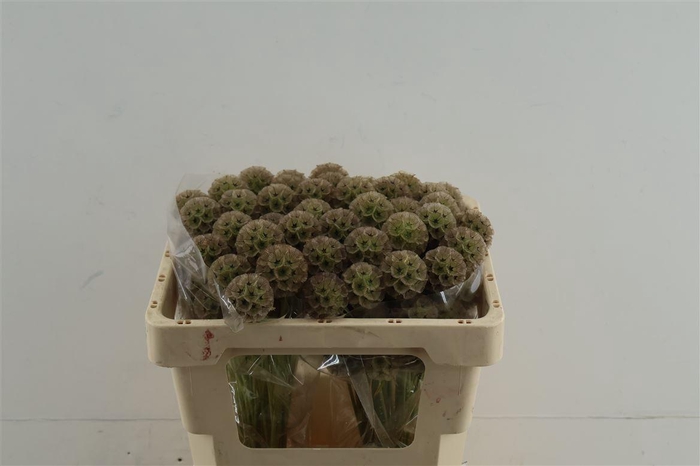 <h4>Scabiosa Stellata Naturel</h4>