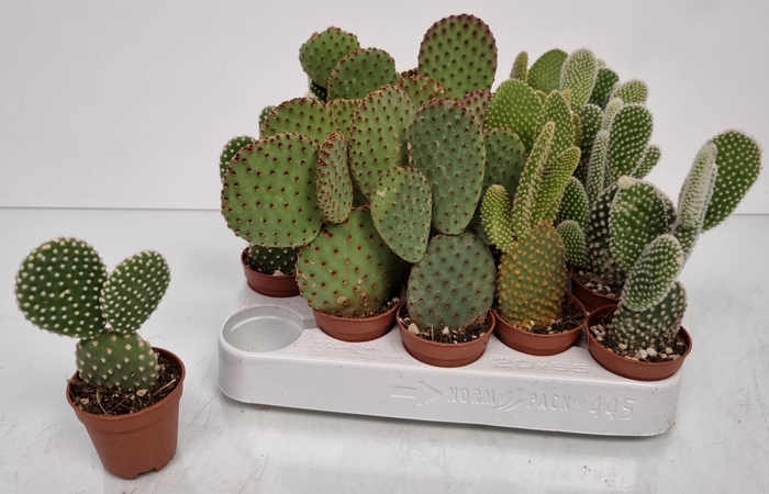 <h4>OPUNTIA MICRODASYS</h4>