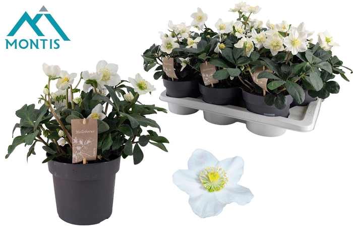 <h4>Helleborus niger Christmas Carol</h4>
