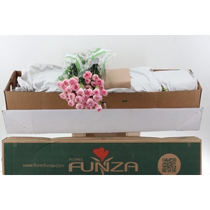 Di St Essiana Box