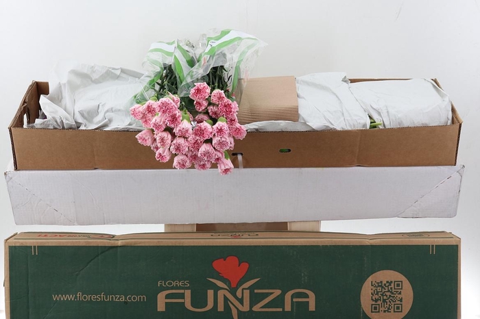 <h4>Di St Essiana Box</h4>