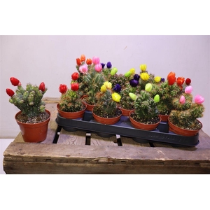 arr8 Cactus Versierd