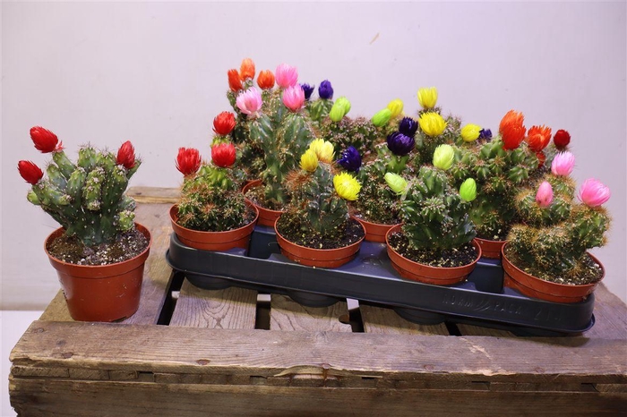 <h4>arr8 Cactus Versierd</h4>