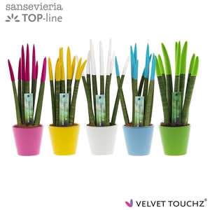 Sansevieria VELVET TOUCHZ® Colourfull Easter In keramiek R'dam