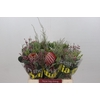 BQ Banksia Coccinea SFB