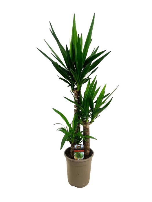 <h4>Yucca elephantipes 60-35-20</h4>