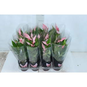 ANTHURIUM LILLI P09 PREMIUM