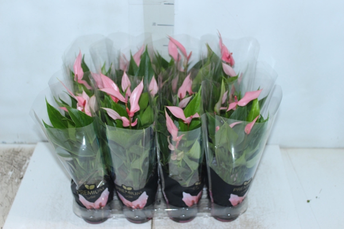<h4>ANTHURIUM LILLI P09 PREMIUM</h4>