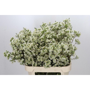 Chamelaucium Ivory Pearl 80cm 50gr