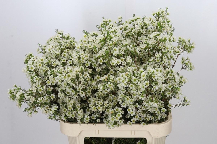 <h4>Chamelaucium Ivory Pearl 80cm 50gr</h4>
