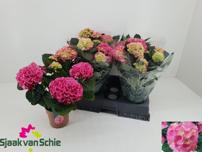 <h4>HYDR M HI MEADOW</h4>