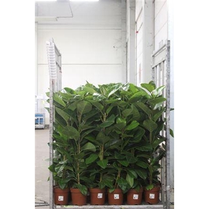 Fic Altissima 110cm
