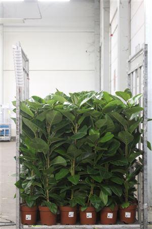 <h4>Fic Altissima 110cm</h4>