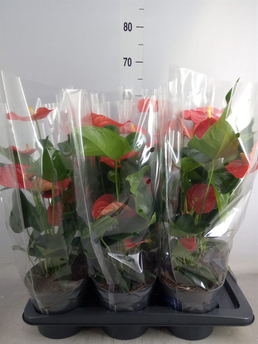 <h4>Anthurium andr. 'Orange King'</h4>