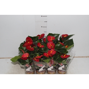ANTHURIUM RED SUCCESS P09