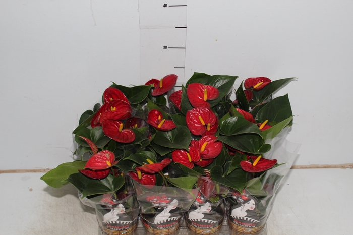 ANTHURIUM RED SUCCESS P09