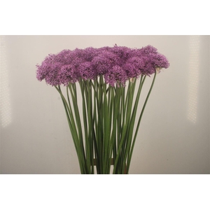 Allium Gladiator X60