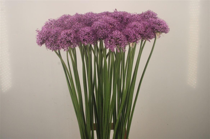 <h4>Allium Gladiator X60</h4>