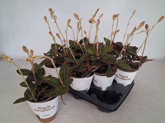 <h4>LUD DISCOLOR</h4>