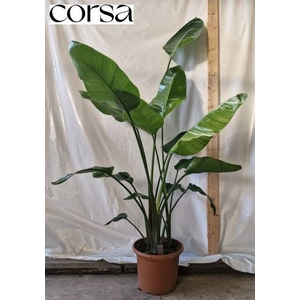 STRELITZIA NICOLAI