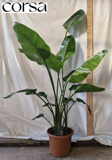 <h4>STRELITZIA NICOLAI</h4>