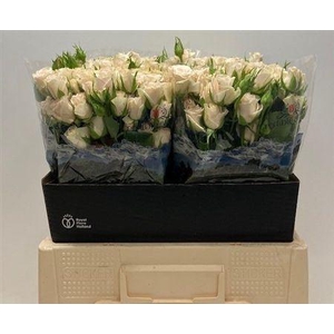 R Tr Royal Porcelina