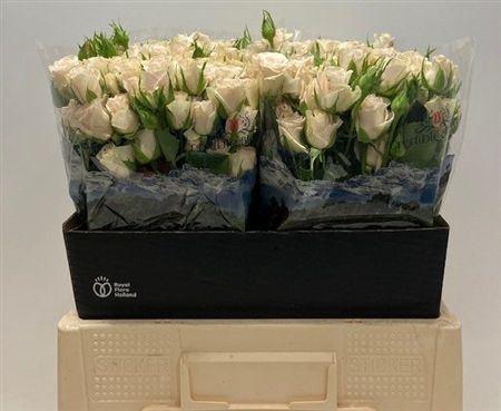 <h4>R Tr Royal Porcelina</h4>