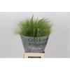 Panicum Fountain