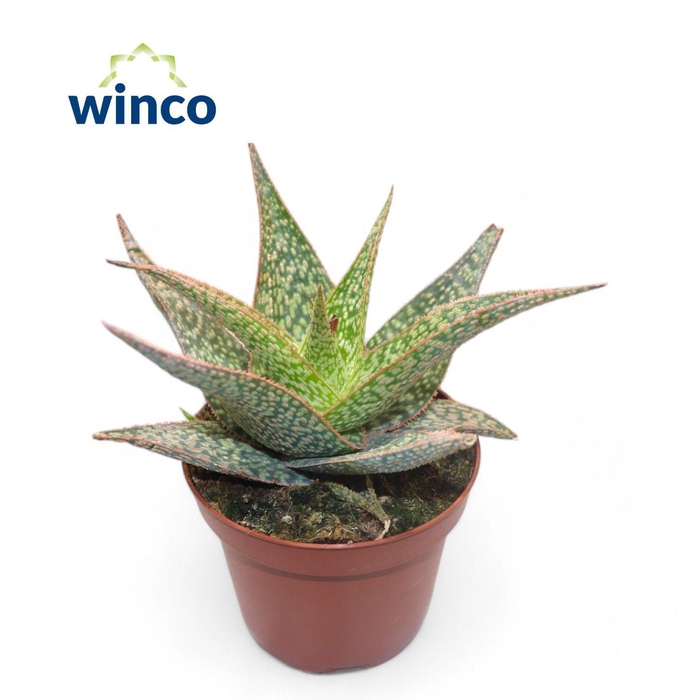 <h4>Aloe Jungle</h4>