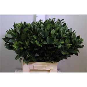 Ruscus Hypophyllum