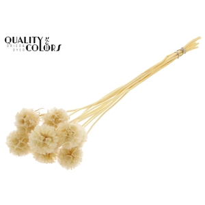 Scabiosa Preserved 10pc/bunch Bleached