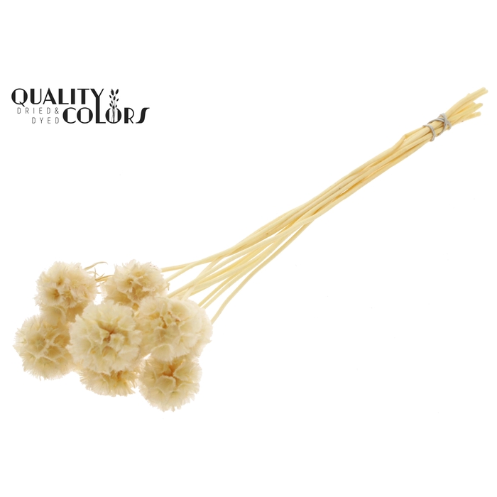 <h4>Scabiosa Preserved 10pc/bunch Bleached</h4>