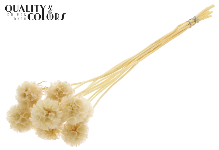 Scabiosa Preserved 10pc/bunch Bleached