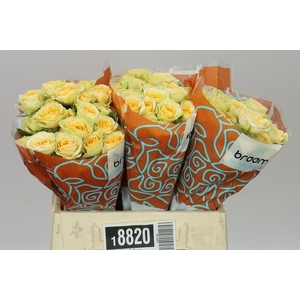 Rosa Tr Bandolero