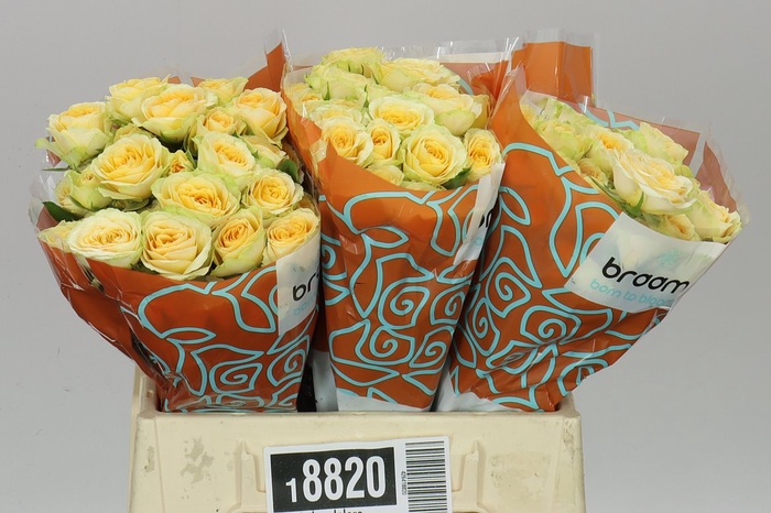 <h4>Rosa Tr Bandolero</h4>
