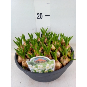 Muscari  'Siberian Tiger'