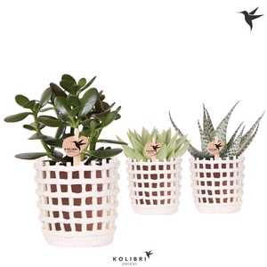 Kolibri Greens Succulenten mix in Mesh pot white