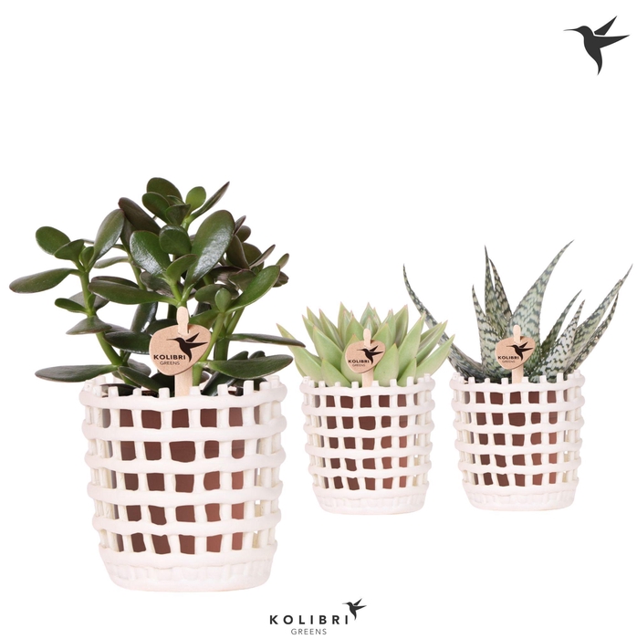 <h4>Kolibri Greens Succulenten mix in Mesh pot white</h4>