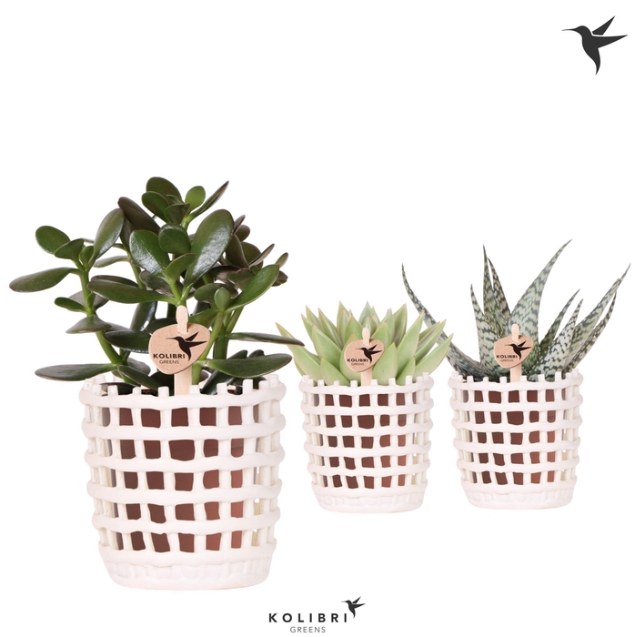 <h4>Kolibri Greens Succulenten mix in Mesh pot white</h4>