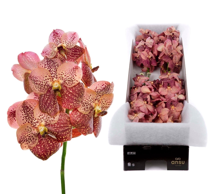 <h4>Vanda 'Sunanda Leopard Coral'</h4>