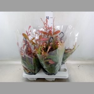 Rhipsalis   ...